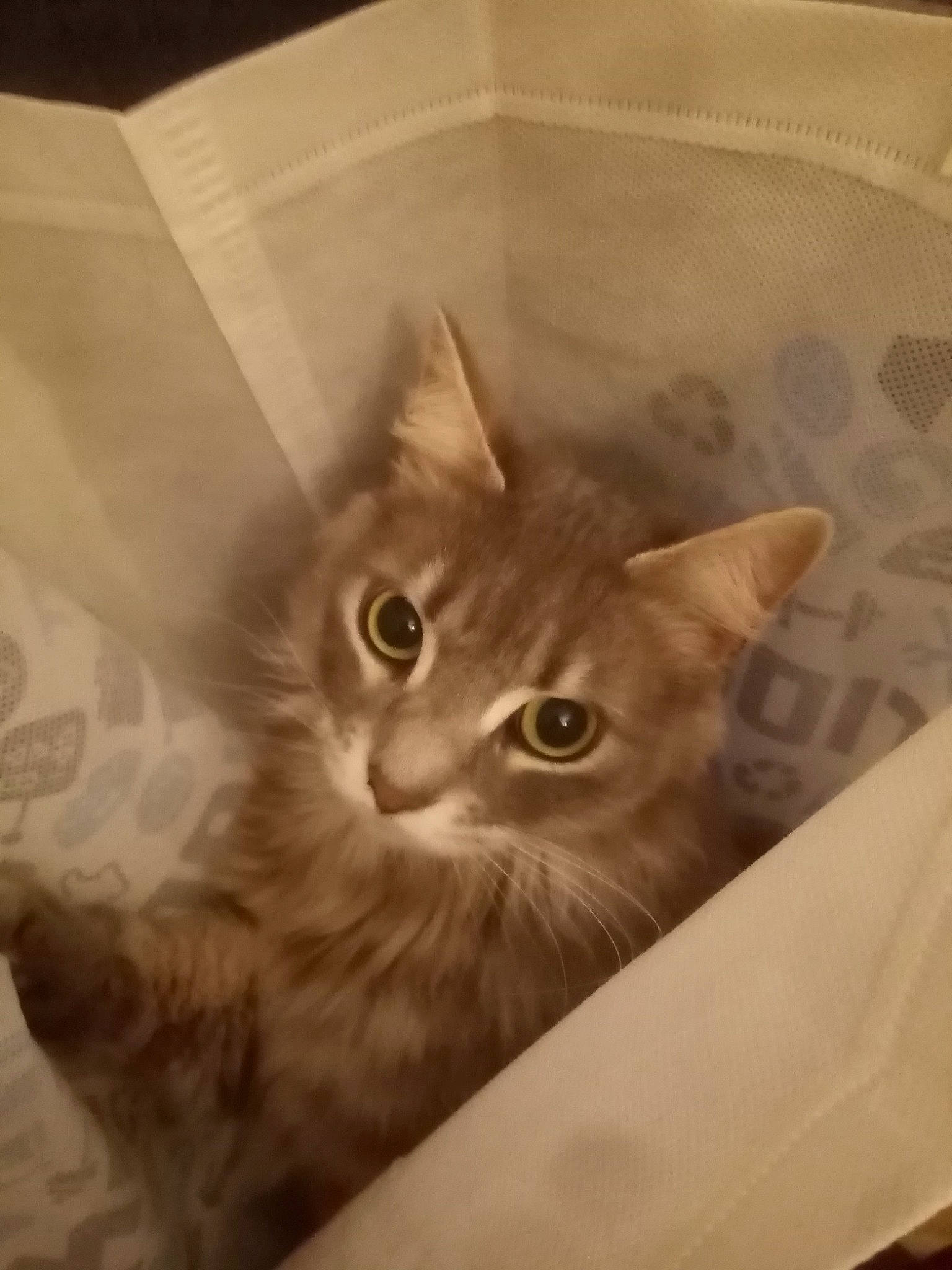 Neeko participe au concours pour gagner de l'argent avec cette photo : box, cardboard, carnivore, cat, domestic_short_haired_cat, ear, fawn, felidae, fur, paper_product, paw, small_to_medium_sized_cats, snout, tail, whiskers, wood