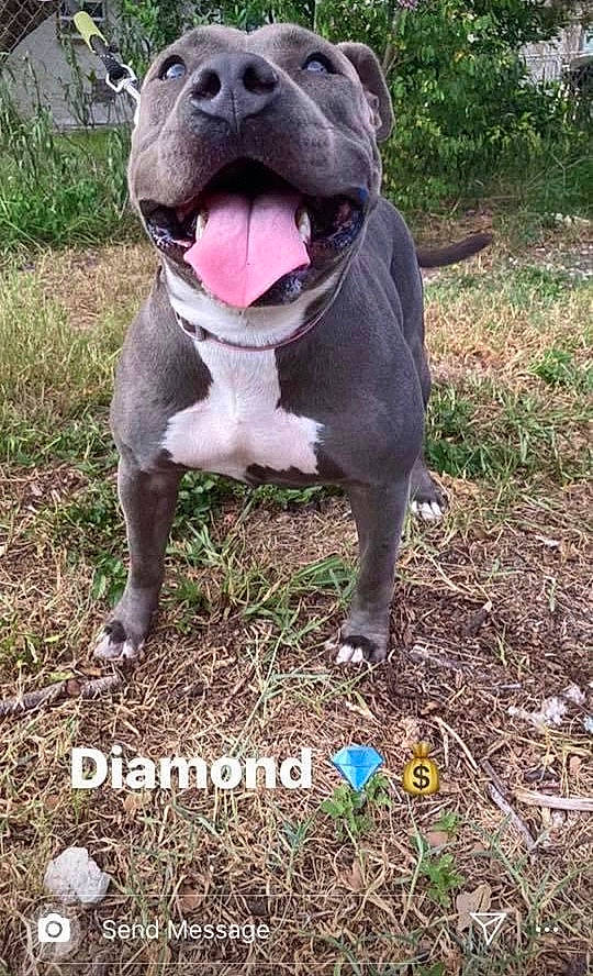 Diamond joined the competition — help win amazing prizes! american_bulldog, american_pit_bull_terrier, american_staffordshire_terrier, bandog, bulldog, canidae, carnivore, dog, dog_breed, fawn, mammal, molosser, non_sporting_group, pit_bull, rare_breed_dog, staffordshire_bull_terrier, vertebrate