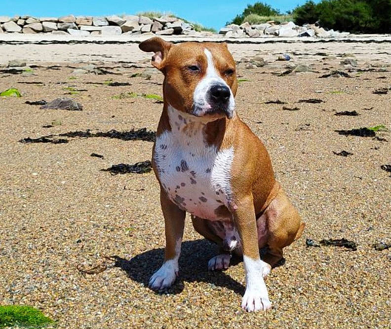 Saxo participe au concours pour gagner de l'argent avec cette photo : ancient_dog_breeds, canidae, carnivore, collar, companion_dog, dog, dog_breed, fawn, hound, hunting_dog, landscape, non_sporting_group, paw, sky, snout, soil, sporting_group, terrestrial_animal, whiskers, working_dog