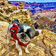 Teddy Bear Marchione joined the competition — help win amazing prizes! adventure, animal, canyon, cloud, daytime, dog, fur, hiking, landscape, mountain, nature, outdoor, pet, rock, scenic, service_dog, sky, small_dog, travel, wilderness