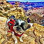 adventure, animal, canyon, cloud, daytime, dog, fur, hiking, landscape, mountain, nature, outdoor, pet, rock, scenic, service_dog, sky, small_dog, travel, wilderness