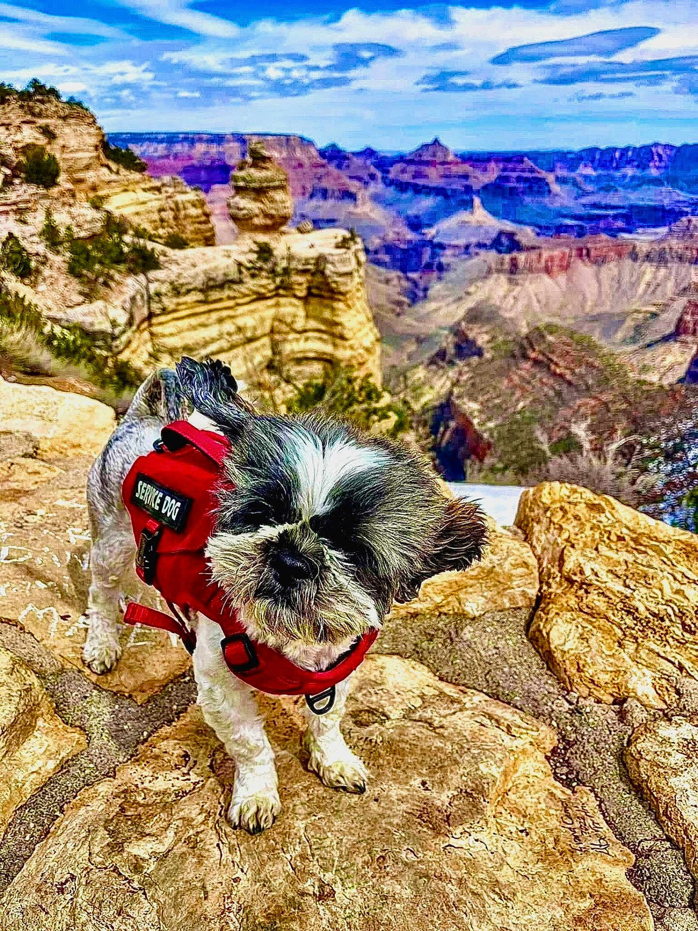 Teddy Bear Marchione