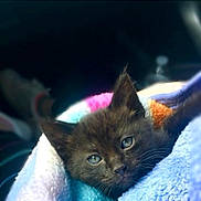 Aquaria is registered to the contest to win money with this photo: kitten, cat, brown_cat, pet, animal, cute, cozy, blanket, soft_texture, indoor, resting, fur, small_animal, face, portrait, young_cat, eyes, snuggled, warm, comfort