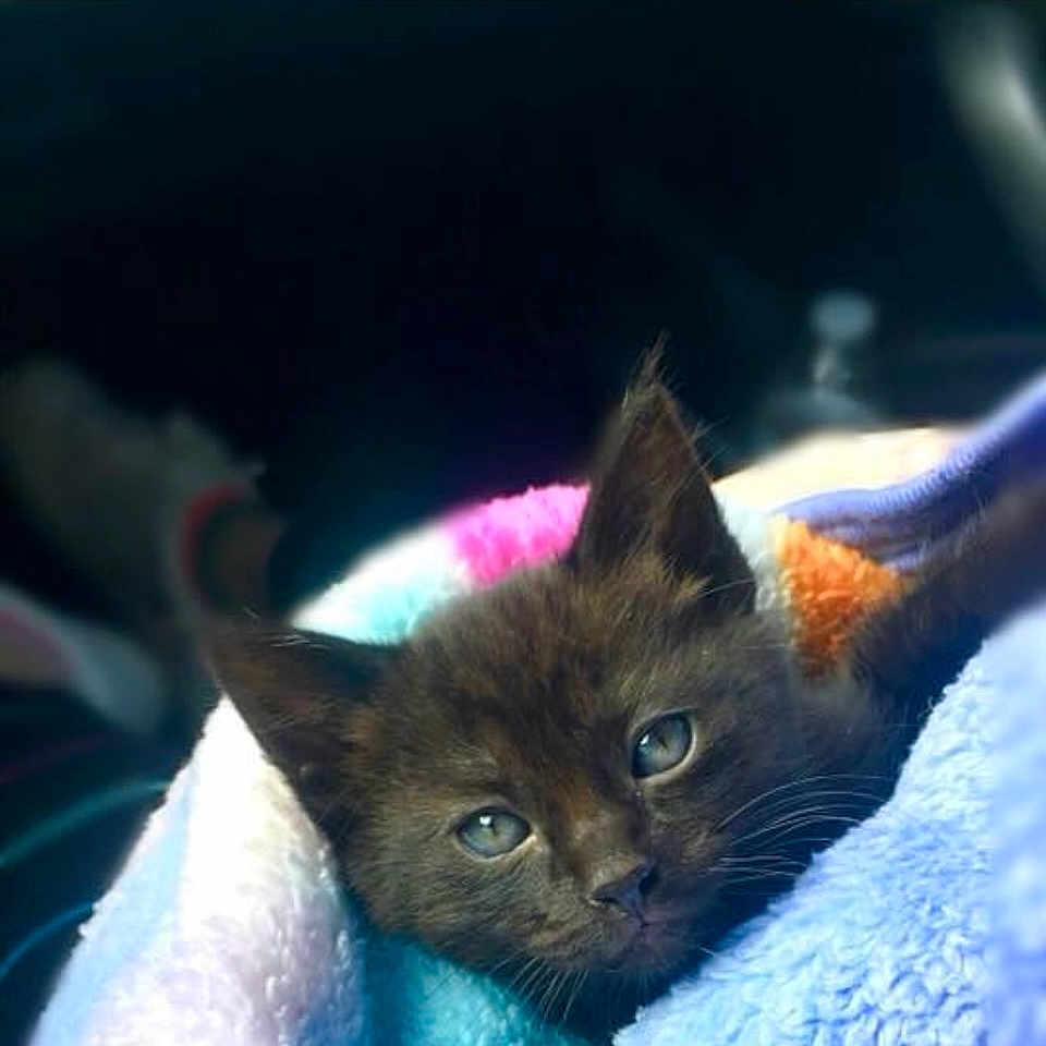Aquaria is registered to the contest to win money with this photo: kitten, cat, brown_cat, pet, animal, cute, cozy, blanket, soft_texture, indoor, resting, fur, small_animal, face, portrait, young_cat, eyes, snuggled, warm, comfort
