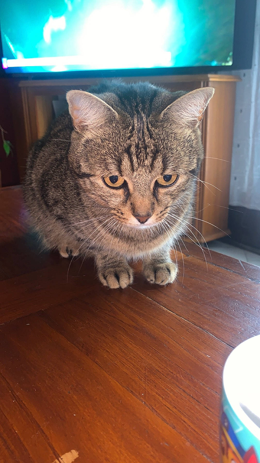 Tigrou participe au concours pour gagner de l'argent avec cette photo : carnivore, cat, domestic_short_haired_cat, door, eye, felidae, flooring, fur, hardwood, head, laminate_flooring, small_to_medium_sized_cats, snout, tail, varnish, whiskers, window, wood, wood_flooring, wood_stain
