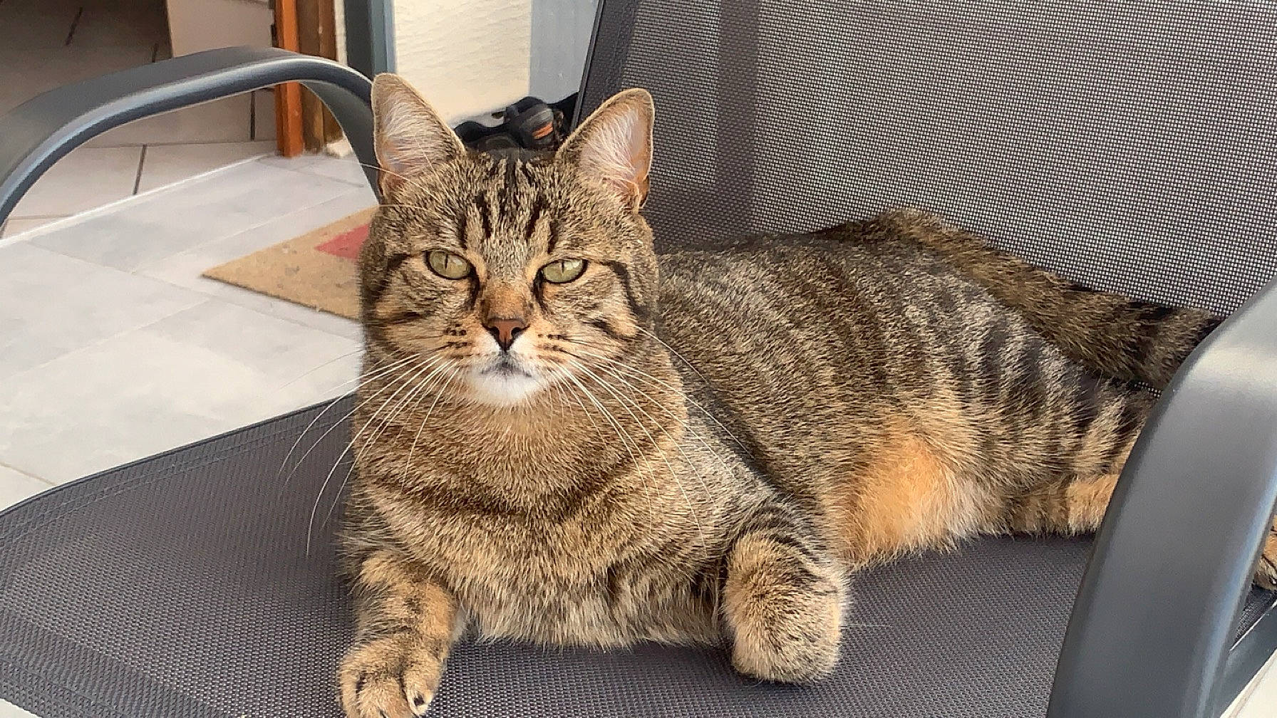 Tigrou participe au concours pour gagner de l'argent avec cette photo : carnivore, cat, claw, domestic_short_haired_cat, felidae, fur, houseplant, mesh, paw, sitting, small_to_medium_sized_cats, snout, tail, terrestrial_animal, whiskers