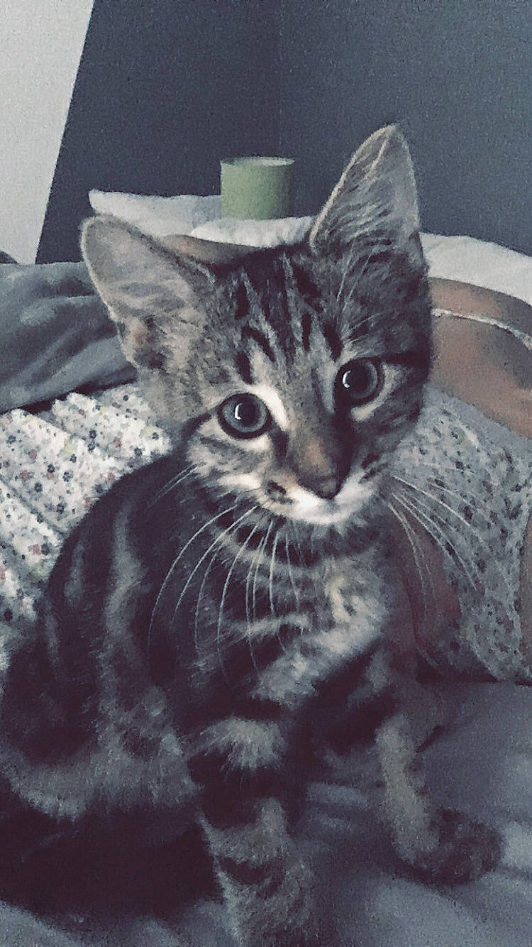 Pooky participe au concours pour gagner de l'argent avec cette photo : american_shorthair, american_wirehair, asian, black_and_white, california_spangled, carnivore, cat, domestic_short_haired_cat, dragon_li, drawing, egyptian_mau, european_shorthair, felidae, kitten, ocicat, small_to_medium_sized_cats, tabby_cat, whiskers, wild_cat