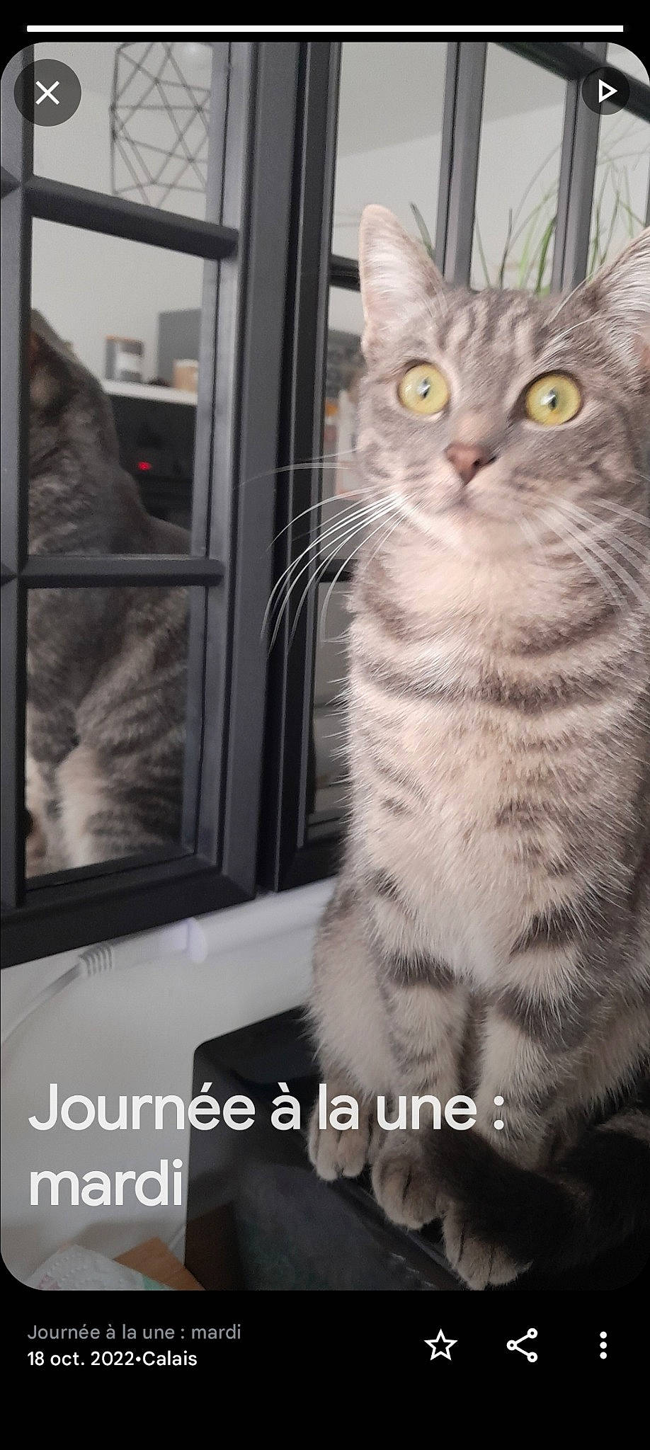 Gaby participe au concours pour gagner de l'argent avec cette photo : carnivore, cat, claw, domestic_short_haired_cat, door, felidae, fur, paw, photo_caption, small_to_medium_sized_cats, snout, tail, terrestrial_animal, whiskers, wildlife, window