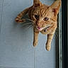 Clem a rejoint le concours — aidez-le/la à gagner de superbes lots ! carnivoran, cat, cat_like_mammal, domestic_short_haired_cat, fauna, fur, kitten, small_to_medium_sized_cats, snout, tabby_cat, whiskers