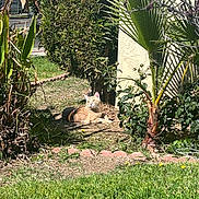 Sanji joined the competition — help win amazing prizes! cat, ginger_cat, outdoor, garden, plants, grass, sunlight, shadows, bush, tree, leaves, nature, pet, animal, relaxing, daytime, greenery, feline, resting, yard
