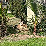 cat, ginger_cat, outdoor, garden, plants, grass, sunlight, shadows, bush, tree, leaves, nature, pet, animal, relaxing, daytime, greenery, feline, resting, yard