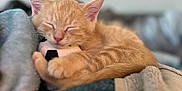 Sanji is registered to the contest to win money with this photo: kitten, cat, sleeping, orange_cat, toy, stuffed_animal, blanket, cozy, fur, pet, cute, indoor, resting, animal, young, feline, soft, closeup, relaxing, nap
