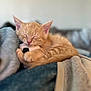 kitten, cat, sleeping, orange_cat, toy, stuffed_animal, blanket, cozy, fur, pet, cute, indoor, resting, animal, young, feline, soft, closeup, relaxing, nap