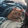 Sanji joined the competition — help win amazing prizes! cat, orange_cat, blanket, bed, cozy, indoor, pet, feline, fur, resting, comfort, soft, animal, cute, relaxed, domestic_cat, lying_down, warm, curious, snuggled