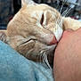 Sanji is registered to the contest to win money with this photo: cat, close_up, orange_cat, whiskers, hand, resting, cozy, indoor, blue_blanket, sleepy, pet, feline, soft, cute, animal, comfort, nuzzle, relaxed, fur, domestic_cat