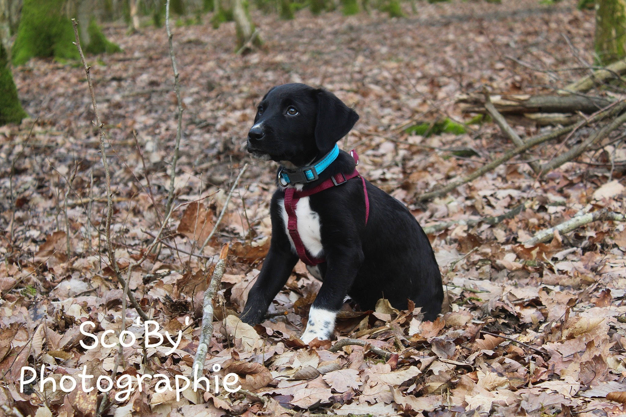 Roby a rejoint le concours — aidez-le/la à gagner de superbes lots ! adventure, canidae, carnivore, dog, dog_breed, hunting_dog, labrador_retriever, mammal, mountain_cur, patterdale_terrier, pointing_breed, puppy, rare_breed_dog, sporting_group, vertebrate