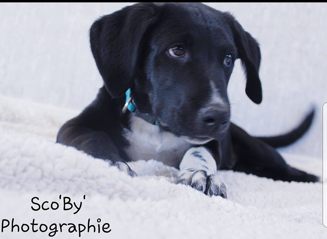 Roby participe au concours pour gagner de l'argent avec cette photo : beagador, borador, canidae, carnivore, companion_dog, dog, dog_breed, great_dane, hunting_dog, labrador_retriever, mammal, puppy, rare_breed_dog, retriever, snout, sporting_group, vertebrate