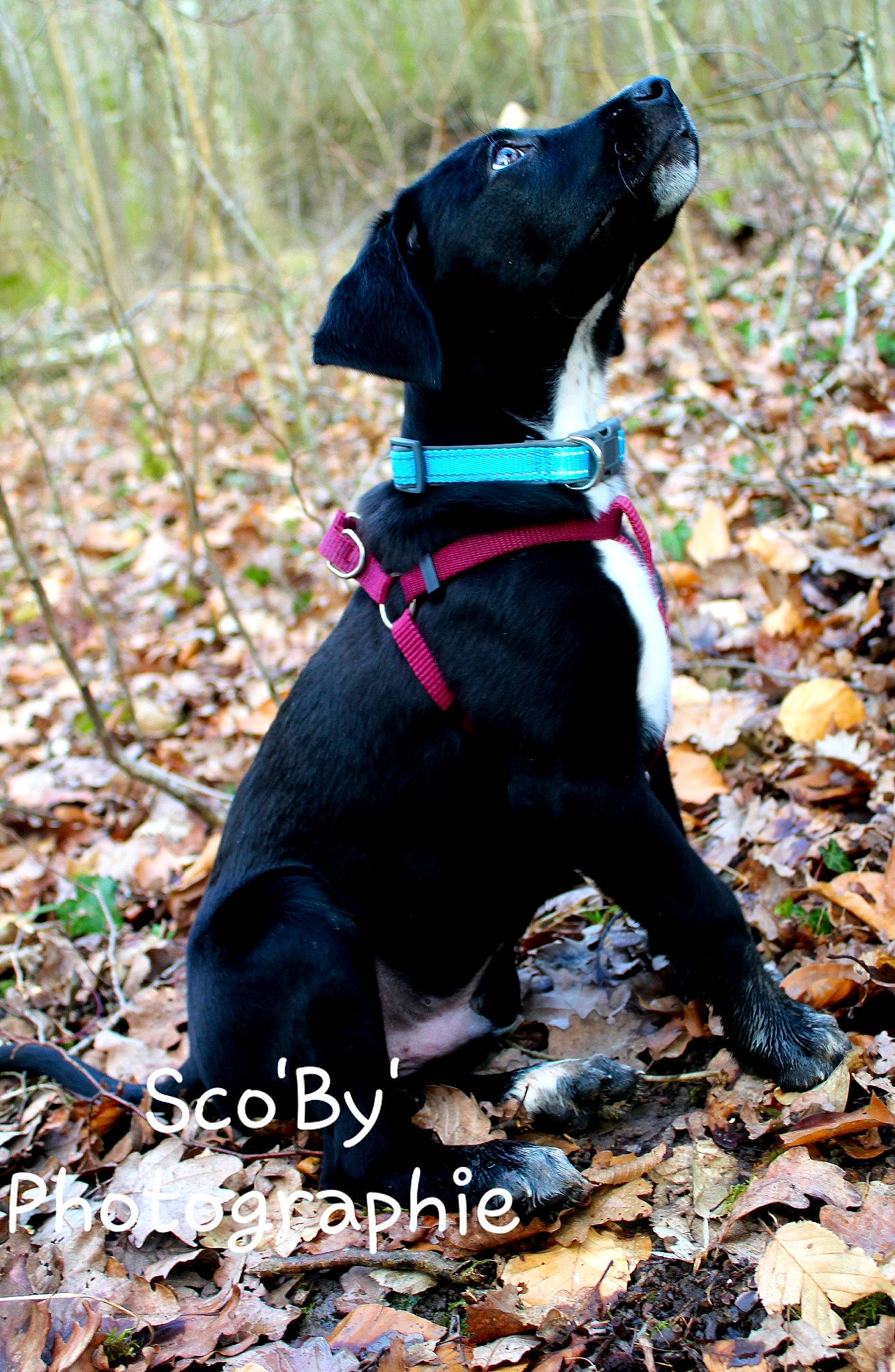 Roby participe au concours pour gagner de l'argent avec cette photo : adventure, canidae, carnivore, collar, dog, dog_breed, dog_clothes, dog_collar, hunting_dog, leaf, patterdale_terrier, plant, puppy, rare_breed_dog, sporting_group