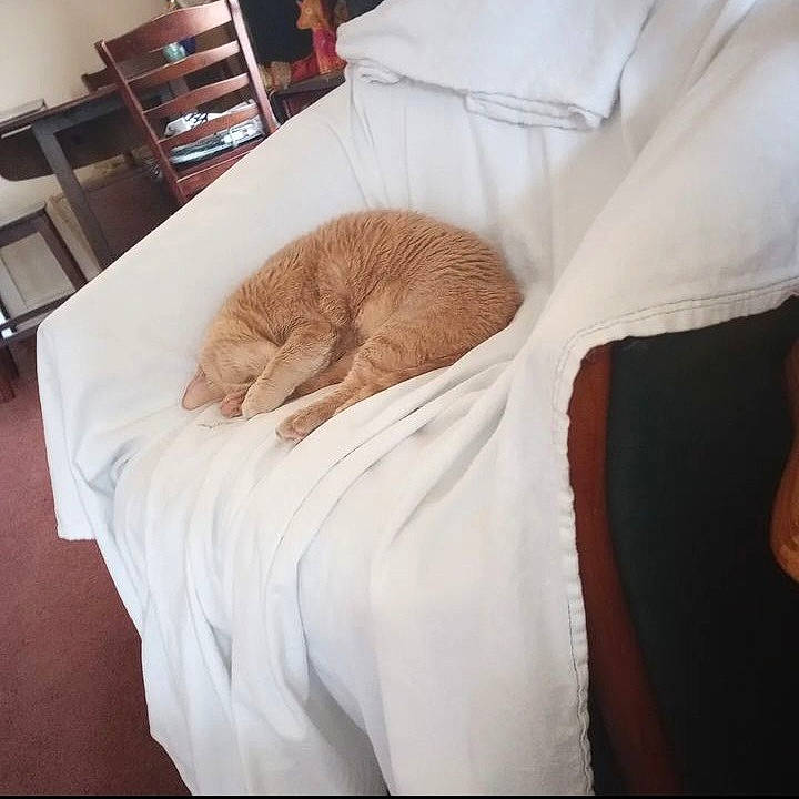 Mousey joined the competition — help win amazing prizes! bed, bed_sheet, bedding, bedroom, carnivore, cat, chair, comfort, companion_dog, dog_breed, fawn, felidae, flooring, linens, liver, small_to_medium_sized_cats, snout, tail, whiskers, wood