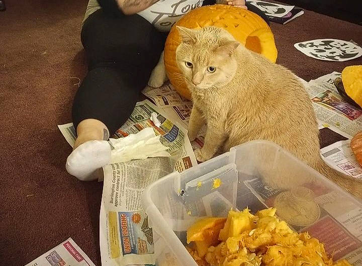 Mousey is registered to the contest to win money with this photo: carnivore, cat, chair, claw, comfort_food, domestic_short_haired_cat, fast_food, fawn, felidae, food, fur, ingredient, junk_food, recipe, small_to_medium_sized_cats, tableware, tail, terrestrial_animal, whiskers, yellow