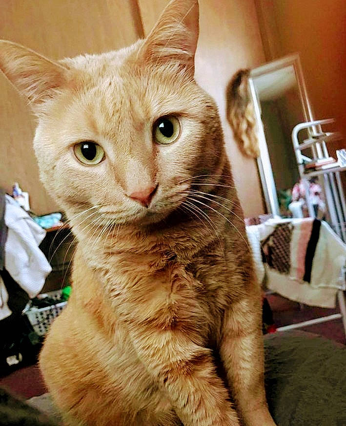 Mousey joined the competition — help win amazing prizes! carnivore, cat, claw, close_up, domestic_short_haired_cat, ear, fawn, felidae, fur, paw, small_to_medium_sized_cats, tail, whiskers, window