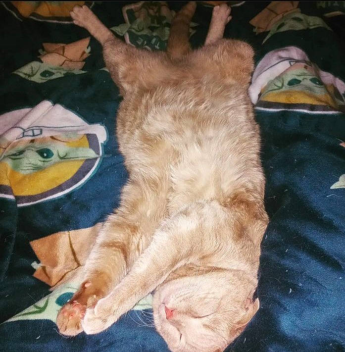 Mousey joined the competition — help win amazing prizes! art, carnivore, cat, claw, comfort, domestic_short_haired_cat, fawn, felidae, foot, fur, gesture, human_leg, linens, nap, paw, small_to_medium_sized_cats, tail, whiskers, wood, wrinkle