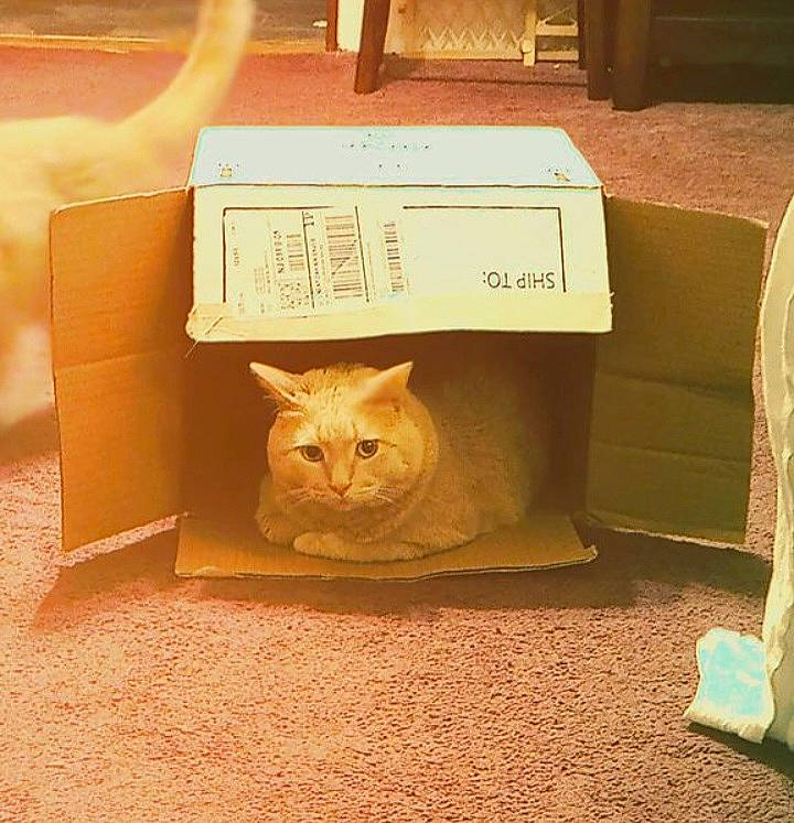 Mousey is registered to the contest to win money with this photo: box, cardboard, carnivore, carton, cat, cat_supply, fawn, felidae, flooring, fur, hardwood, packaging_and_labeling, packing_materials, paper_bag, pet_supply, shipping_box, small_to_medium_sized_cats, tail, whiskers, wood