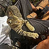 cat, tabby_cat, pet, animal, feline, striped, paw, stretching, person, clothing, shorts, shoe, chair, outdoor, tile_floor, plant, leg, relaxing, night, casual