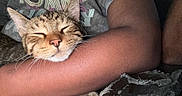 Titi is registered to the contest to win money with this photo: cat, tabby_cat, sleeping, arm, person, shirt, text_on_shirt, tommy_hilfiger, close_up, indoor, cozy, resting, pet, feline, relaxation, comfort, mammal, whiskers, fur, human_skin