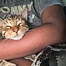 cat, tabby_cat, sleeping, arm, person, shirt, text_on_shirt, tommy_hilfiger, close_up, indoor, cozy, resting, pet, feline, relaxation, comfort, mammal, whiskers, fur, human_skin