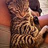 Titi is registered to the contest to win money with this photo: cat, tabby, pet, animal, sleepy, lap, legs, tiled_floor, indoor, fur, whiskers, relaxed, cozy, striped, domestic_cat, resting, closeup, feline, home, comfort