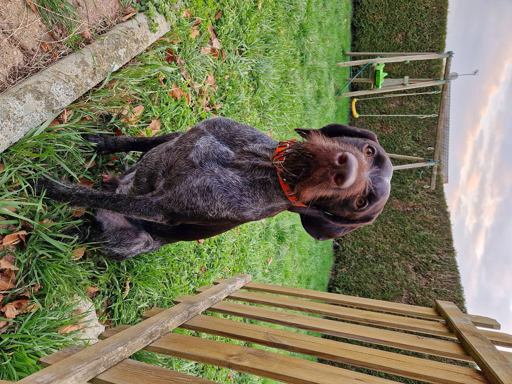 Sarko participe au concours pour gagner de l'argent avec cette photo : cloud, grass, groundcover, liver, mammal, plant, sculpture, sporting_group, tail, terrestrial_animal, tree, vertebrate, wildlife, wood, working_animal