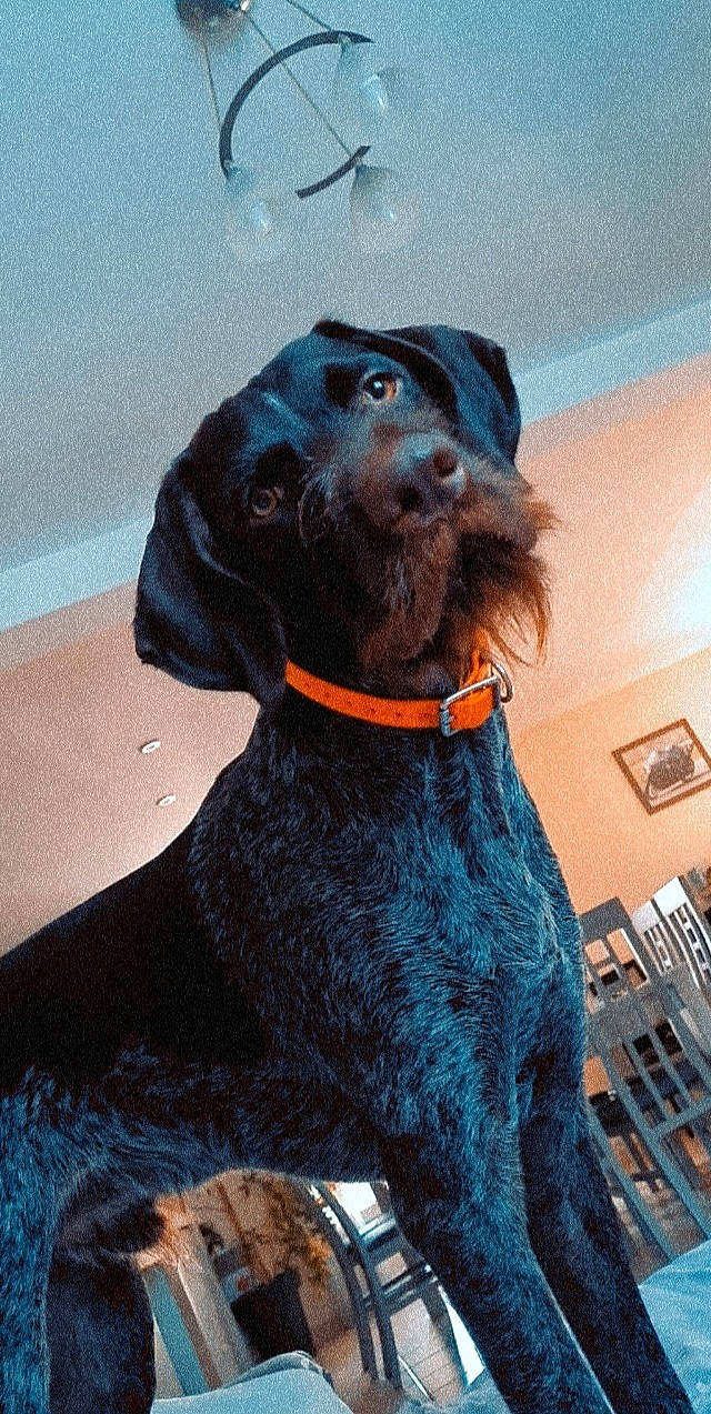 Sarko participe au concours pour gagner de l'argent avec cette photo : canidae, carnivore, collar, companion_dog, dog, dog_breed, dog_collar, fawn, fur, gun_dog, hat, hunting_dog, liver, pet_supply, picture_frame, snout, sporting_group, water_dog, working_animal, working_dog