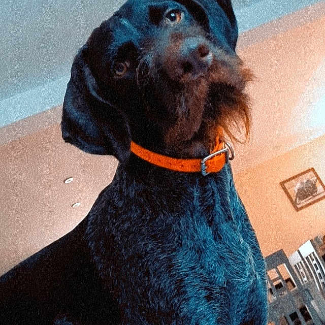 Sarko