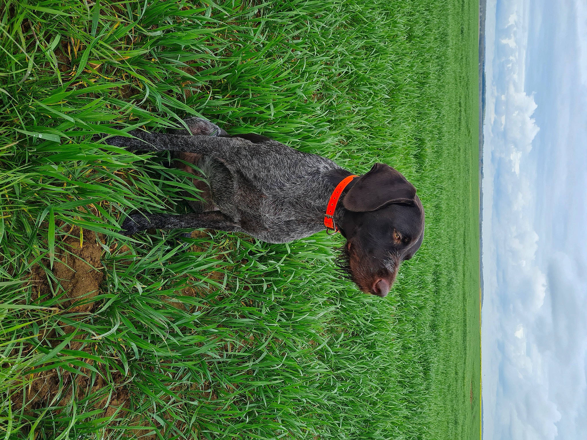 Sarko participe au concours pour gagner de l'argent avec cette photo : canidae, carnivore, companion_dog, dog, dog_breed, grass, groundcover, guard_dog, hunting_dog, liver, plant, rottweiler, sky, snout, sporting_group, tail, terrestrial_animal, tree, working_animal, working_dog