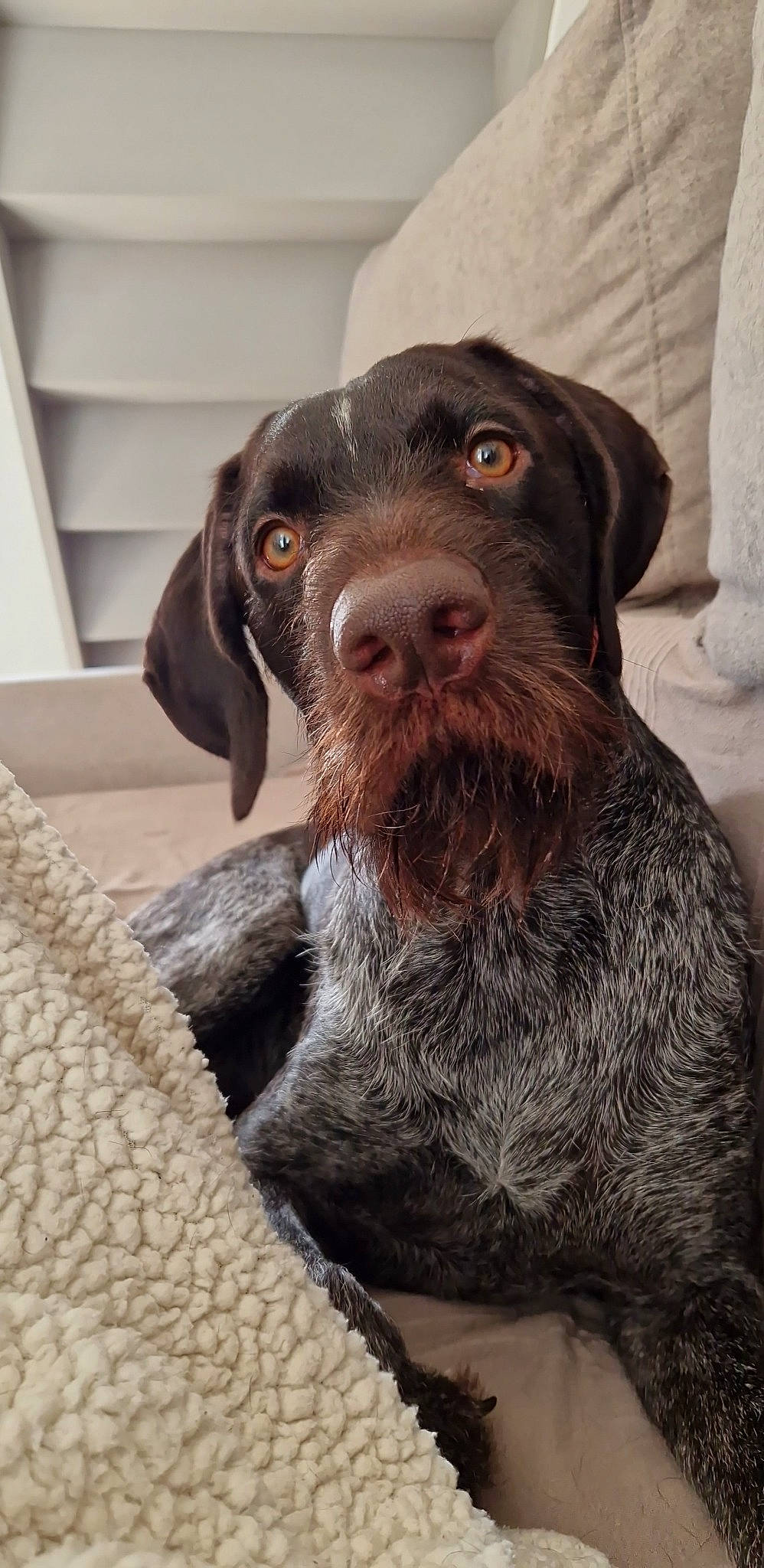 Sarko a rejoint le concours — aidez-le/la à gagner de superbes lots ! borador, braque_francais, canidae, carnivore, companion_dog, dog, dog_breed, fur, gun_dog, hunting_dog, liver, old_danish_pointer, snout, sporting_group, working_animal