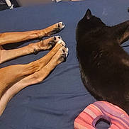 Eleanor Rose Avelt joined the competition — help win amazing prizes! dog, cat, bed, sleeping, animal, pet, brown_dog, black_cat, toy, remote_control, smartphone, blue_bedspread, indoor, resting, relaxation, home, furniture, domestic, companion, cozy