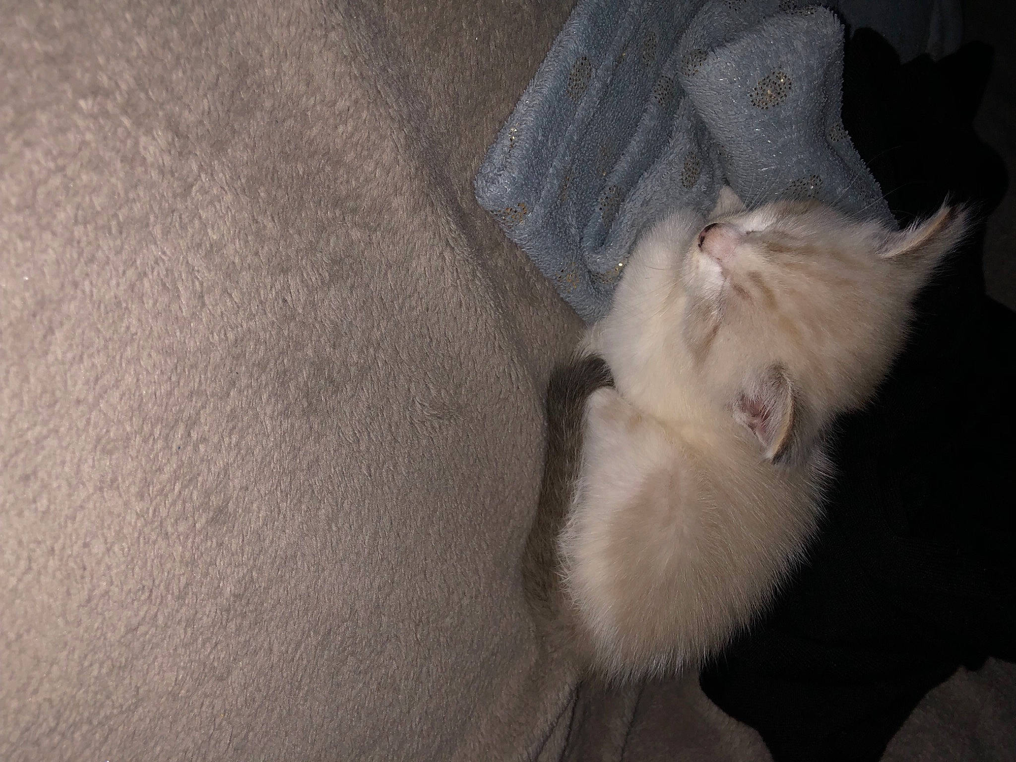 Titoune participe au concours pour gagner de l'argent avec cette photo : beard, carnivore, cat, comfort, ear, fawn, felidae, foot, fur, grey, paw, small_to_medium_sized_cats, snout, tail, whiskers