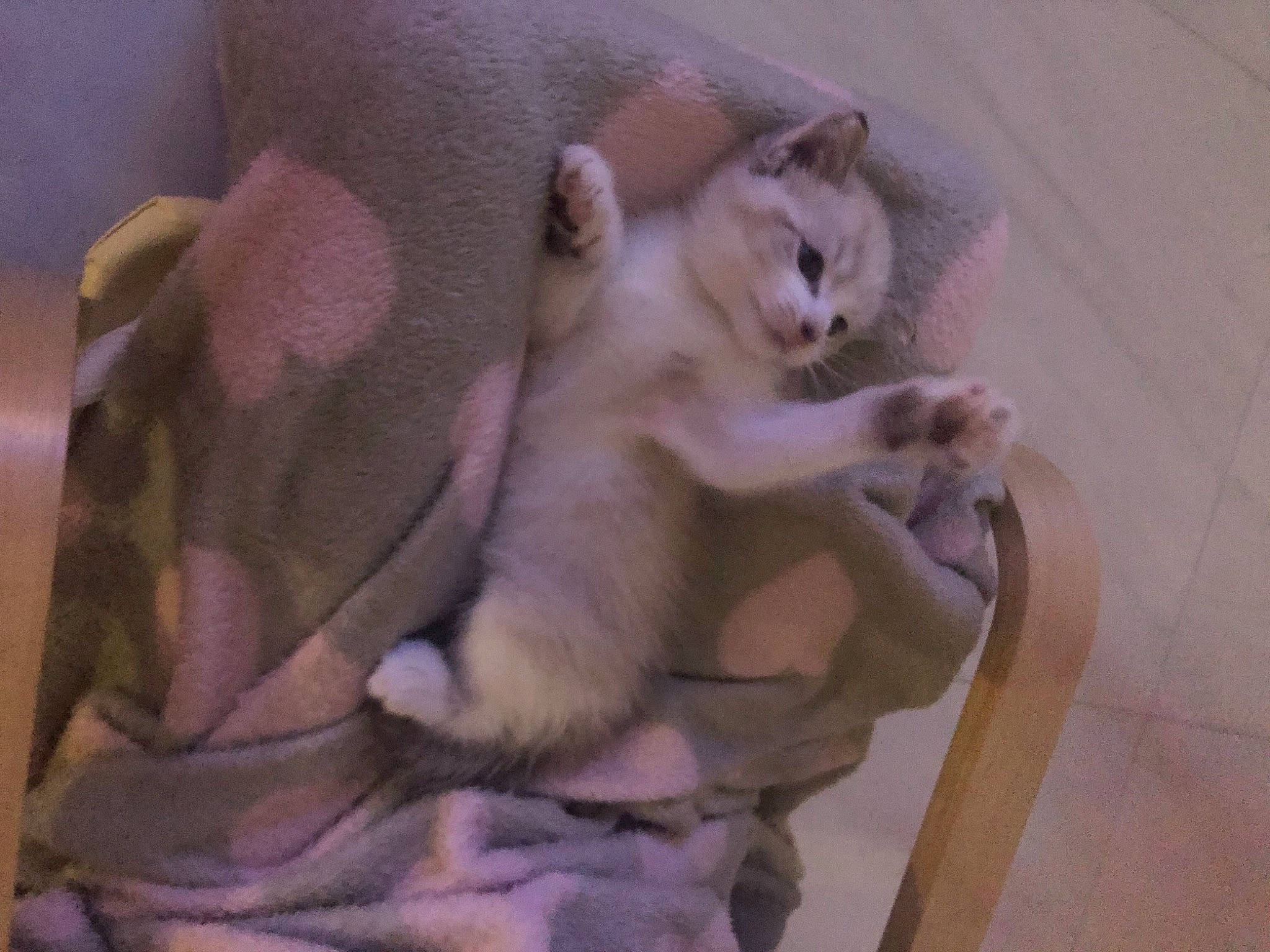 Titoune a rejoint le concours — aidez-le/la à gagner de superbes lots ! carnivore, cat, cat_bed, cat_supply, comfort, companion_dog, domestic_short_haired_cat, fang, fawn, felidae, fur, hardwood, paw, pet_supply, small_to_medium_sized_cats, snout, tail, whiskers, wood