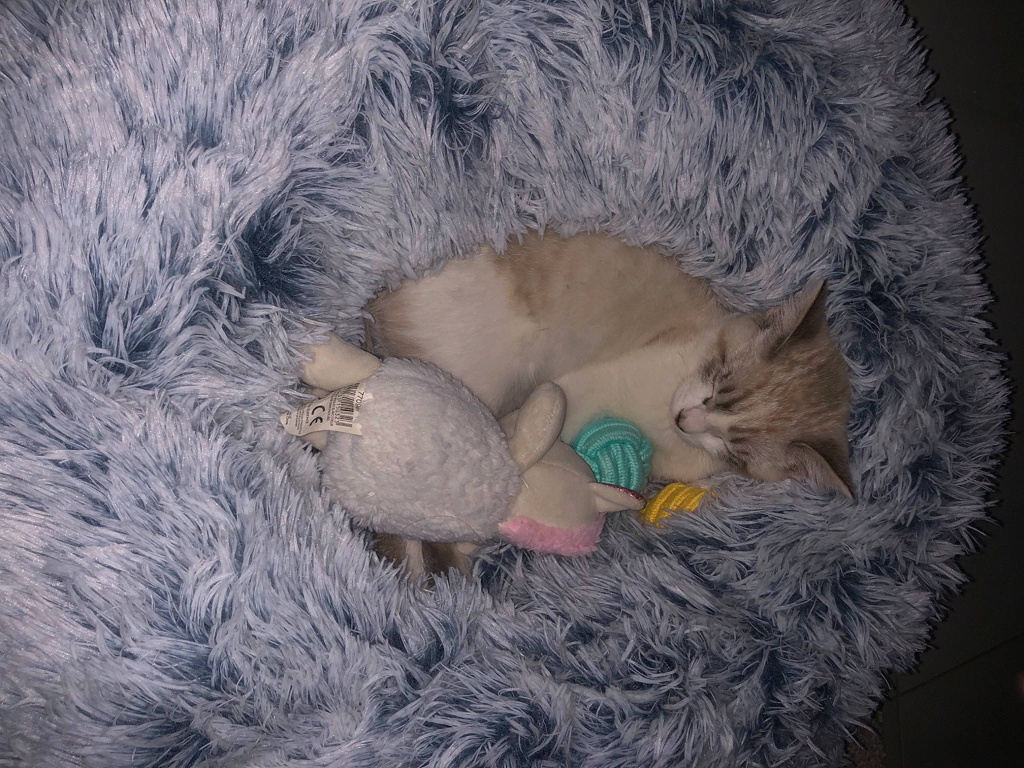 Titoune participe au concours pour gagner de l'argent avec cette photo : ball, carnivore, cat, cat_bed, cat_supply, claw, comfort, conifer, domestic_short_haired_cat, fawn, felidae, fur, grass, nap, small_to_medium_sized_cats, snout, tail, whiskers, wildlife, wool