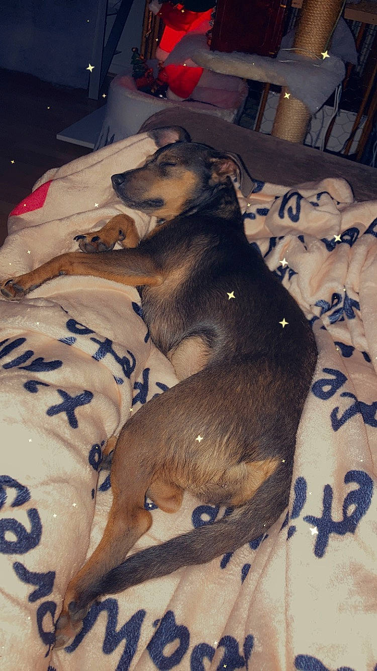 Kyara a rejoint le concours — aidez-le/la à gagner de superbes lots ! canidae, carnivore, comfort, companion_dog, dog, dog_breed, dog_supply, fawn, fur, grey, nap, pattern, paw, snout, sporting_group, tail, terrestrial_animal, textile, toy_dog, working_animal