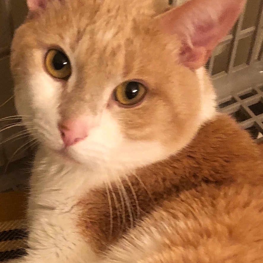 Milo