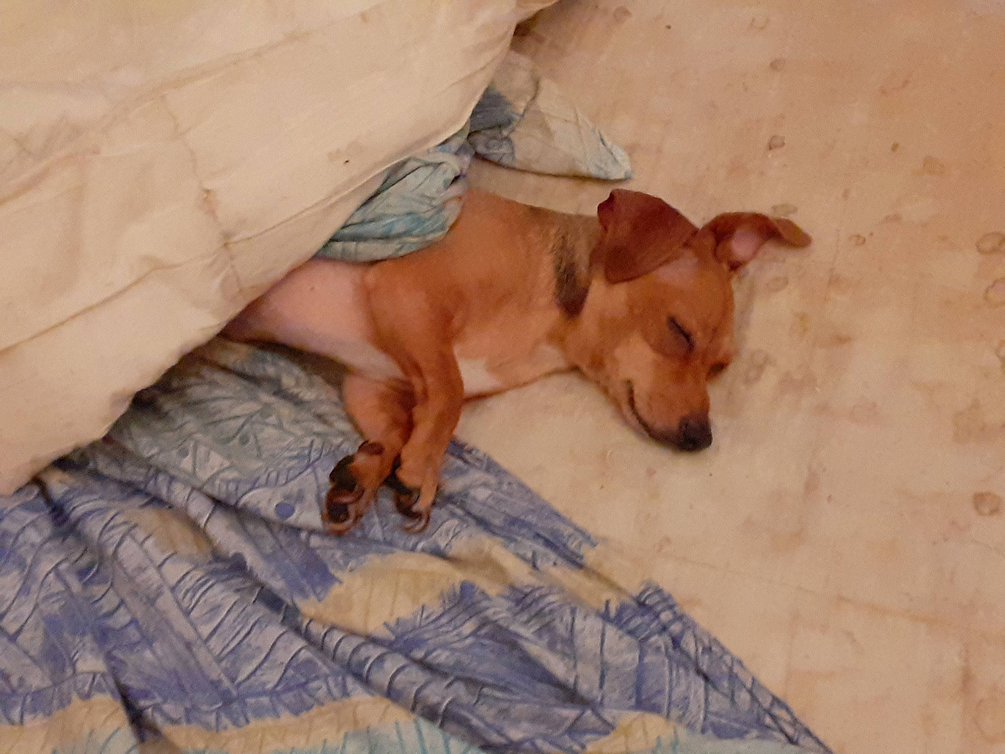 Mia participe au concours pour gagner de l'argent avec cette photo : bedding, carnivore, comfort, companion_dog, dog, dog_breed, dog_supply, fawn, flooring, hardwood, linens, non_sporting_group, paw, puppy, snout, tail, wood, working_animal