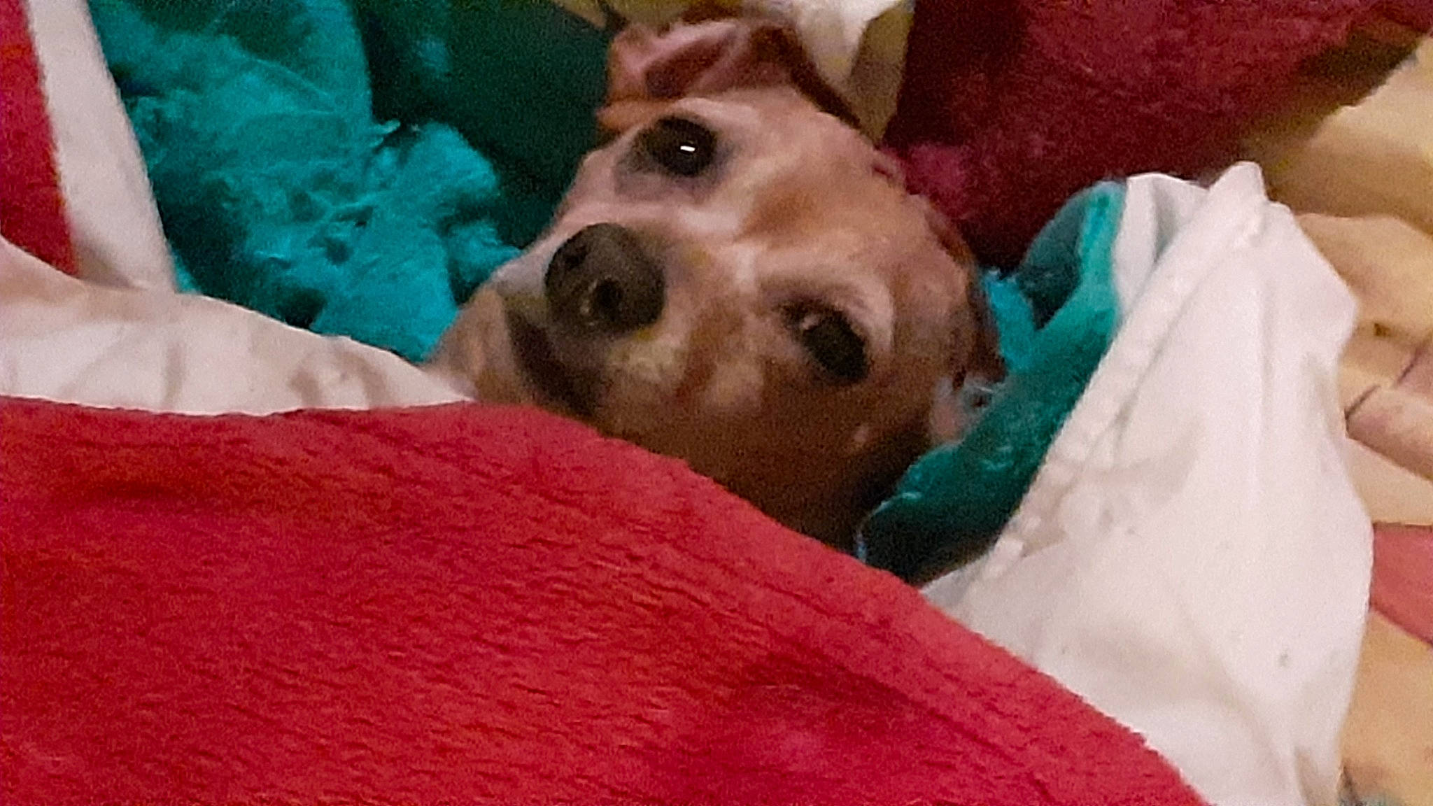 Mia participe au concours pour gagner de l'argent avec cette photo : carnivore, comfort, companion_dog, dog, dog_breed, eyelash, fawn, fun, fur, jaw, linens, nose, room, selfie, smile, snout, sporting_group, whiskers, working_animal, wrinkle