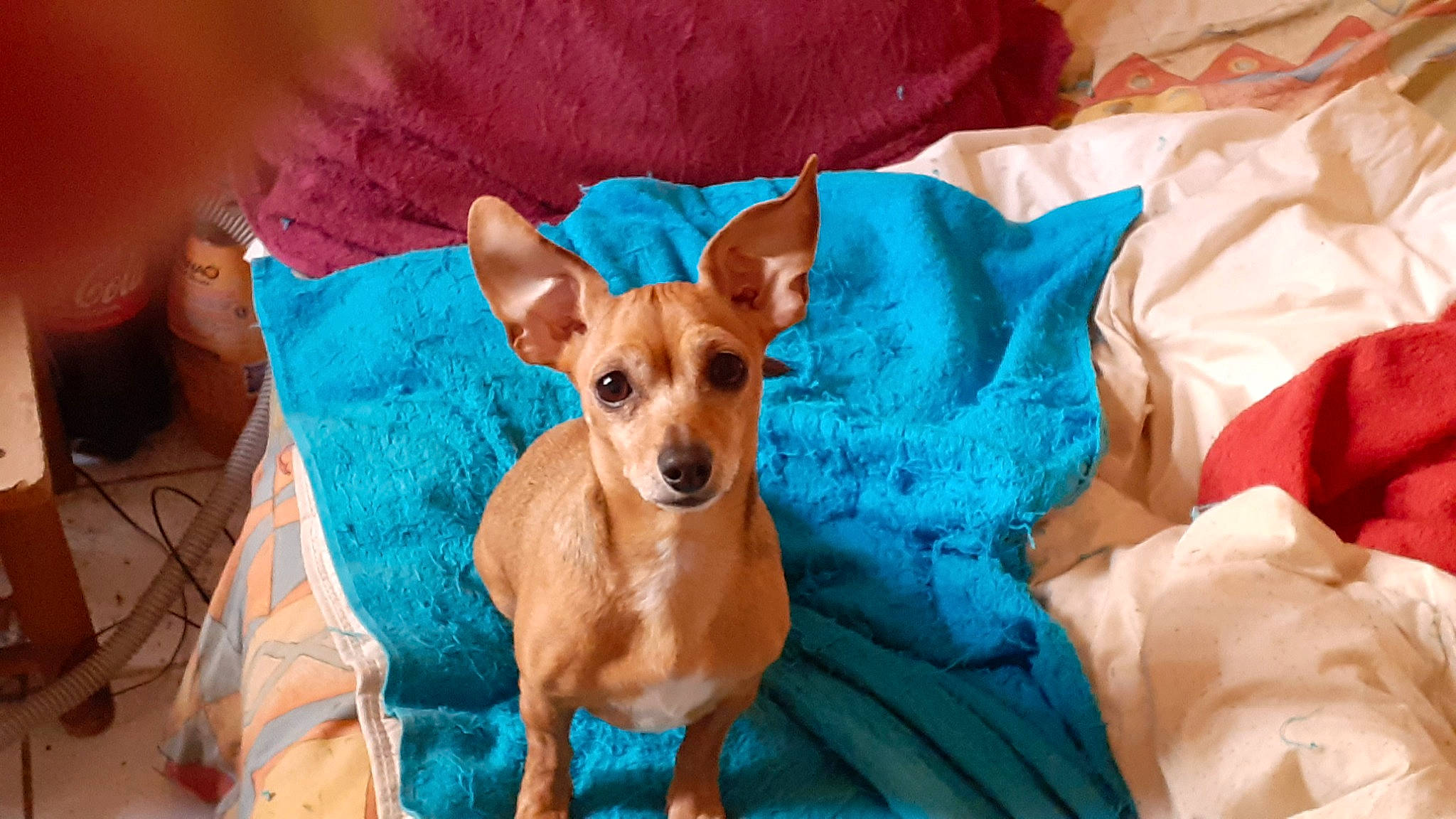 Mia a rejoint le concours — aidez-le/la à gagner de superbes lots ! bed, canidae, carnivore, chihuahua, comfort, companion_dog, dog, dog_breed, dog_supply, ear, fawn, fur, linens, mammal, russkiy_toy, snout, sporting_group, toy_dog, whiskers, working_animal