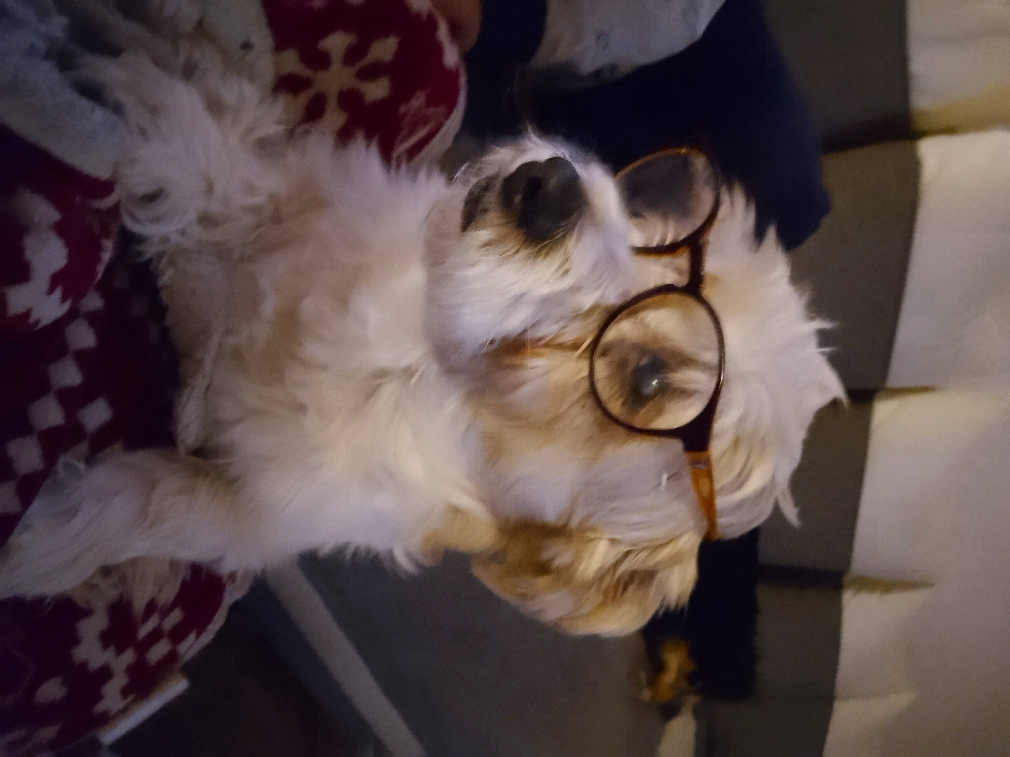 Arthur a rejoint le concours — aidez-le/la à gagner de superbes lots ! carnivore, companion_dog, dog, dog_breed, eyewear, fawn, felidae, fur, glasses, goggles, paw, personal_protective_equipment, puppy, small_to_medium_sized_cats, sporting_group, sunglasses, tail, toy_dog, vision_care, whiskers