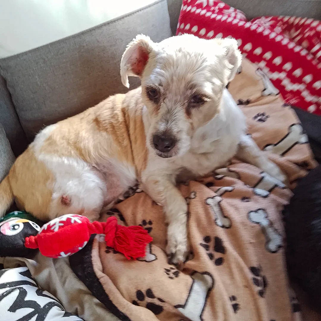 Arthur a rejoint le concours — aidez-le/la à gagner de superbes lots ! canidae, carnivore, comfort, companion_dog, couch, dog, dog_breed, dog_supply, fawn, fur, linens, non_sporting_group, paw, pet_supply, puppy, snout, sporting_group, terrestrial_animal, toy_dog, working_animal