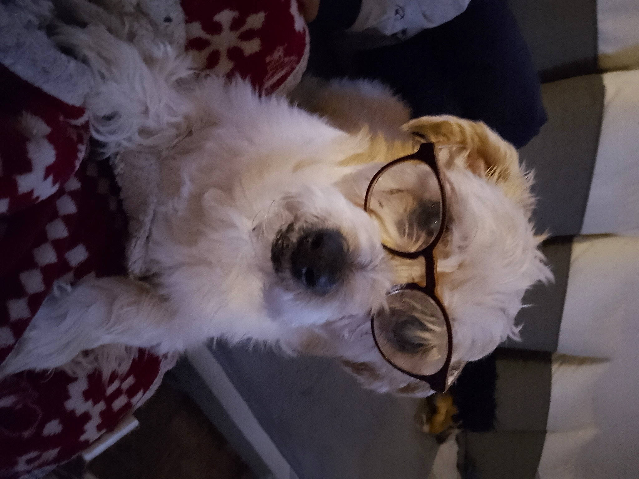 Arthur participe au concours pour gagner de l'argent avec cette photo : carnivore, collar, companion_dog, dog, dog_breed, dog_collar, dog_supply, eyewear, fur, goggles, poodle, small_terrier, snout, sporting_group, sunglasses, terrier, toy_dog, vision_care, whiskers, working_animal