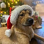 Sully participe au concours pour gagner de l'argent avec cette photo : dog, santa_hat, christmas_tree, holiday, festive, indoors, pet, fur, brown_dog, decorations, lights, blurred_background, wooden_floor, relaxed, cute, animal, christmas, celebration, seasonal, cozy
