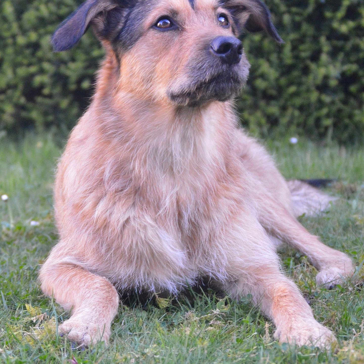 Sully a rejoint le concours — aidez-le/la à gagner de superbes lots ! animal, black, brown, canine, cute, daylight, dog, domestic_animal, ears, eyes, fur, grass, laying_down, muzzle, nature, outdoor, pet, portrait, relaxed, snout